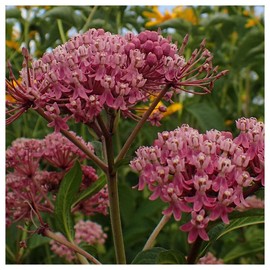 Everwilde Farms - 1 Oz Swamp Milkweed Native Wildflower Seeds - Gold Vault