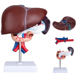 LVCHEN Liver Pancreas Duodenum Model - Life Size Liver Anatomy Model Pancreas Model for Medical Research and Teaching
