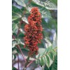 Fresh Smooth Sumac (Rhus Glabra), 30 seeds