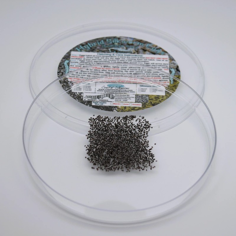 Coastal Silkworms 500 Count Live Silkworm Eggs Bombyx Mori (Pack