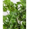 Philodendron Xanadu Winterbourn - Size: 6in Pot, 17-20in