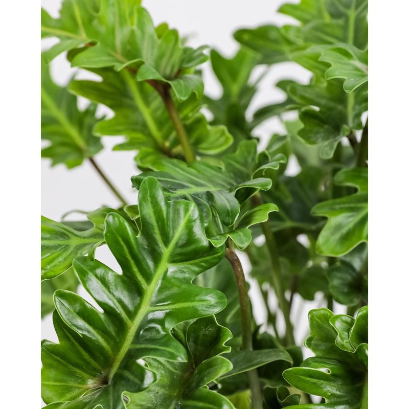Philodendron Xanadu Winterbourn - Size: 6in Pot, 17-20in