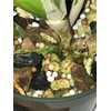 Orchid Nerd Orchid Food, 15-Ounce (Orchid Ferlizer) 11-2-12 Slow Time