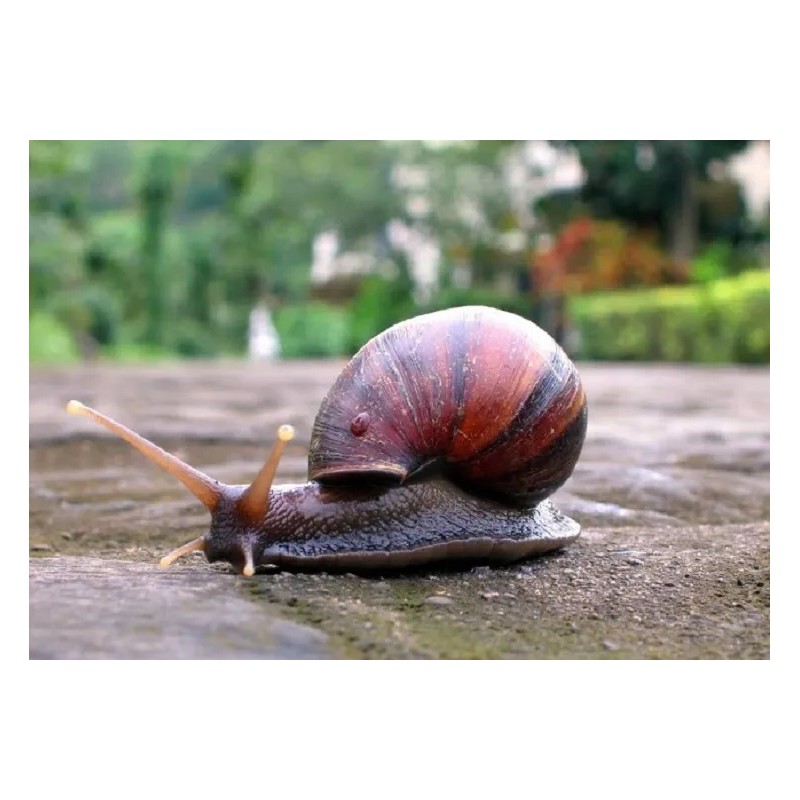 Crema Baba De Caracol Y Concha Nacar Estrias Marcas Arrugas