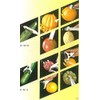 Berner Peeler, Y-Shaped, 5 Functions, NO.9, White, Made in Germany,