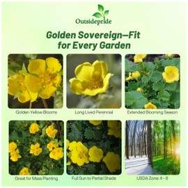 Outsidepride Cinquefoil Gold Sovereign Potentilla Seeds - 500 Pcs Perennial Flower Seeds, Easy to Grow with Compact Height for Containers, Ground Cover, Borders & Edging, Rock or Pollinator Garden