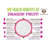 Cactus Dragon Fruit plant well rooted - Physical Graffiti 3