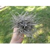 Mother Nature 25 Bulk Ball Clusters Of Tillandsia Recurvata, Air