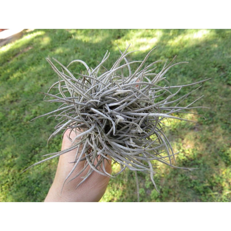 Mother Nature 25 Bulk Ball Clusters Of Tillandsia Recurvata, Air