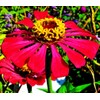 Mixed Zinnia Flower Seeds Garden Decor 5 Grams Over 800