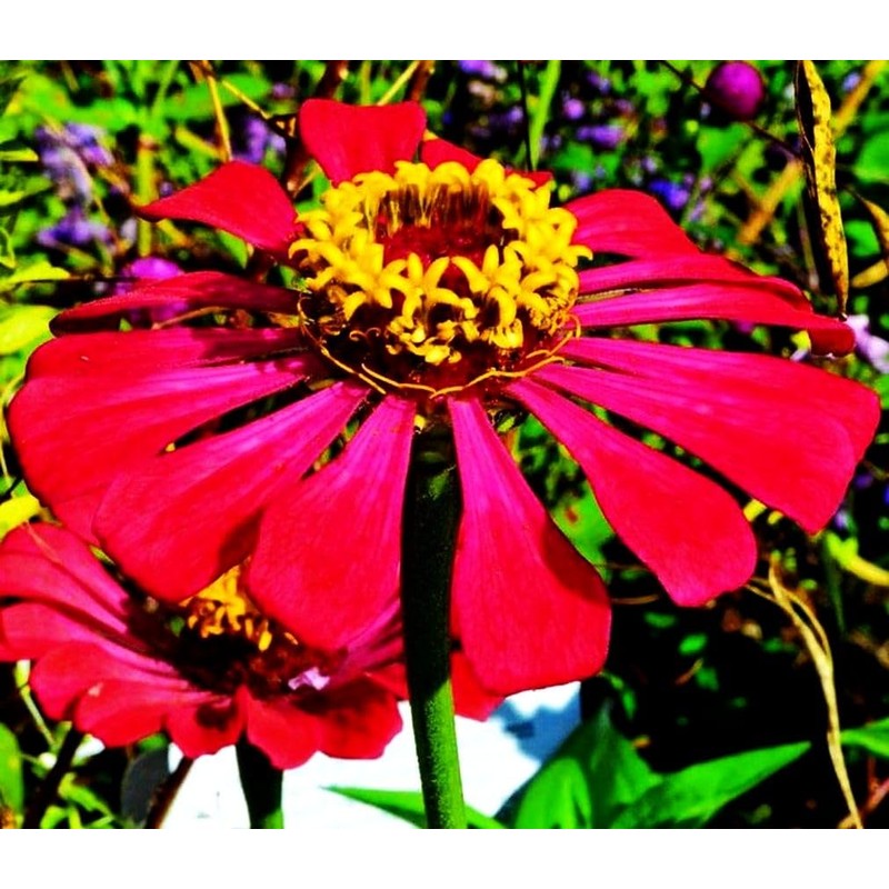 Mixed Zinnia Flower Seeds Garden Decor 5 Grams Over 800