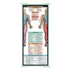 Whitecoat Clipboard® Trifold - Occupational Therapy Edition (Mint, Trifold)
