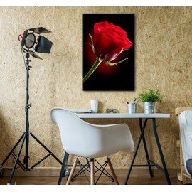 Canvas Prints Wall Art - Closeup of Red Rose Flower Against Black Background | Modern Wall Decor/Home Decoration Stretched Gallery Canvas Wrap Giclee Print & Ready to Hang - 24" x 36"
