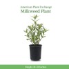 American Plant Exchange Live Milkweed Plant, Host for Monarch Butterflies,