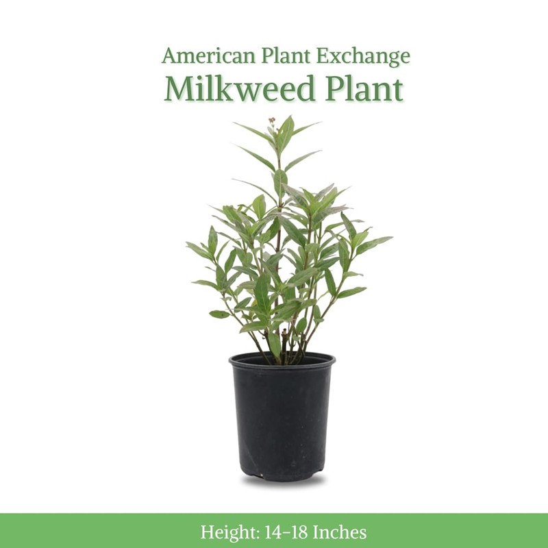 American Plant Exchange Live Milkweed Plant, Host for Monarch Butterflies,