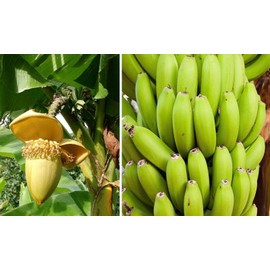 hope's garden ~BASJOO Banana Tree~~Cold Hardy Musa Live Banana Tree-SMALL ROOTED STARTER PLANT
