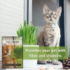 N/A Cat Grass Seeds for Indoor – Hierba Dulce para