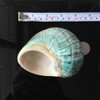 Wixine 1Pcs 10cm Green Turbo Natural Rare Real Sea Shell