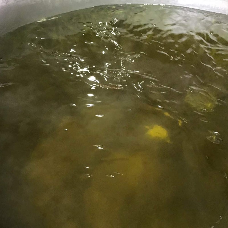 Beautiful Clear Soap Horse Oil