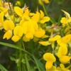 Lotus corniculatus (Bird's Foot Trefoil) Flower Seeds, Eye-Catching Appearance, Long-Lasting