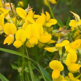 Lotus corniculatus (Bird's Foot Trefoil) Flower Seeds, Eye-Catching Appearance, Long-Lasting Blooms, Seeds by MySeeds.Co, You Choose The Amount (1 oz)