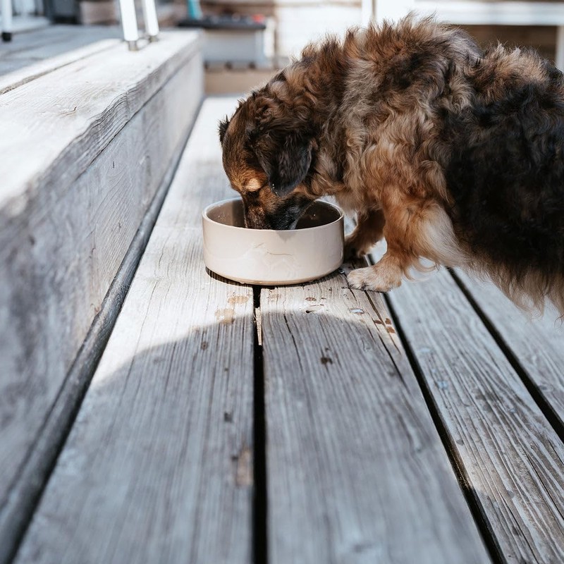 HUNTER Osby Glazed Ceramic Bowl Orange Size 350 ml
