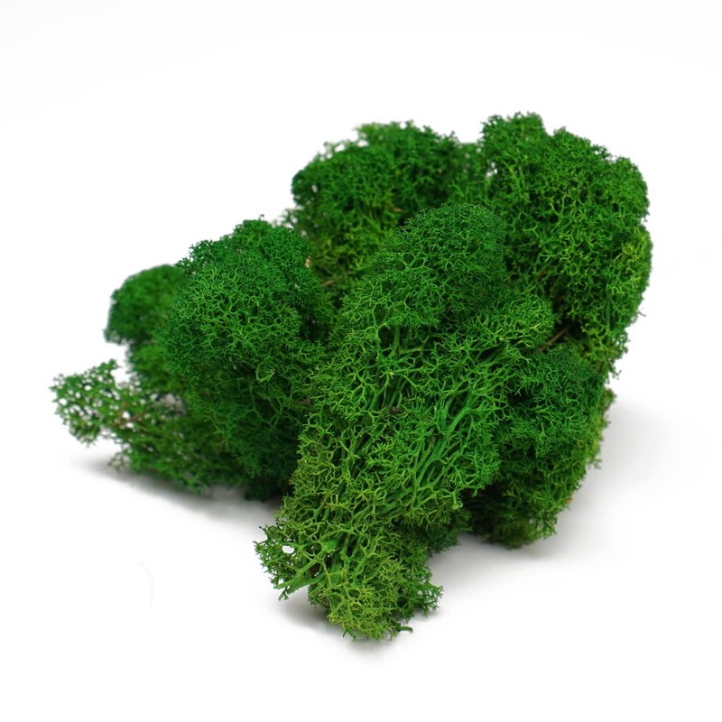 Eurofoto Iceland Moss Preserved – Real Natural Moss for Crafts