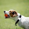 SWINCHO for AirTag Dog Collar Holder [2 Pack] Waterproof High-Strength