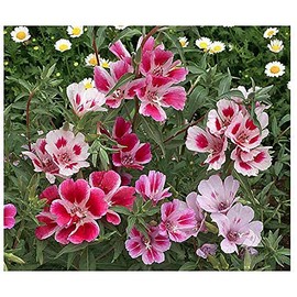 Dwarf Godetia Seeds - 8-12' Tall