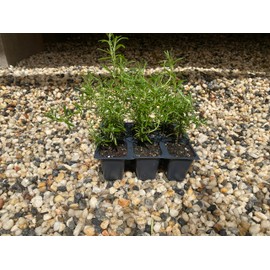 6 Rosemary Plants, Rosmarinus Officinalis 'Prostratus', Thriving in 2.5" Nursery Cubes, Creeping Rosemary
