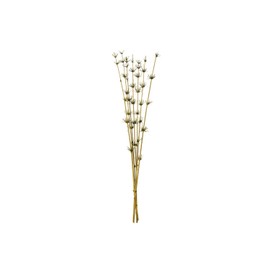 Vickerman 36-40” Basil Star Bamboo Reed, 7 Stems, Dried