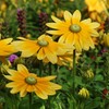 Outsidepride 5000 Seeds Annual Rudbeckia Green Eyes Flower Seeds for