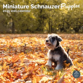 Baker and Bray Miniature Schnauzer Puppies Calendar 2025, Large Square Wall Calendar, 16 Month, Miniature Schnauzer Puppies Gift Dog Calendar.