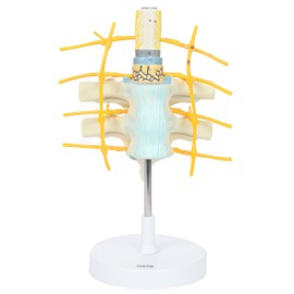 Axis Scientific Anatomy Model of Thoracic Vertebrae and Enlarged Spinal Cord | 2X Life-Size Vertebrae Shows White and Gray Matter and Spinal Ganglia | On White Base | 3 Year Warranty