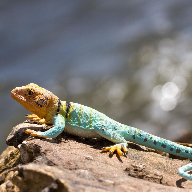 Safari Ltd Incredible Creatures® 271029 - Collar Iguana