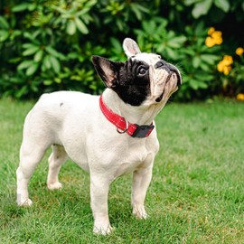 Taglory Reflective Adjustable Dog Collars for Puppy Small Medium Large Dogs, Thin Nylon Webbing and Quick Release Plastic Buckle(Red, Small)