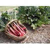 Seeds4planting - Seeds Rhubarb 35 Days Garden Red Heirloom Vegetable