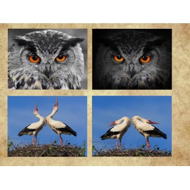 7 lenticular postcards, 3D postcards of animals from the U.K. and Europe, ideal for collectors, postcrossing or as teaching material for biology