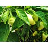 White Jalapeno Chilli Seeds - 10 Fresh White Jalapeno Pepper