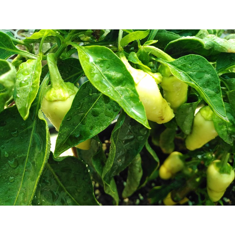 White Jalapeno Chilli Seeds - 10 Fresh White Jalapeno Pepper