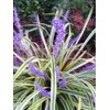 Variegated Liriope | 3 Live Plants | Liriope Muscari Variegata