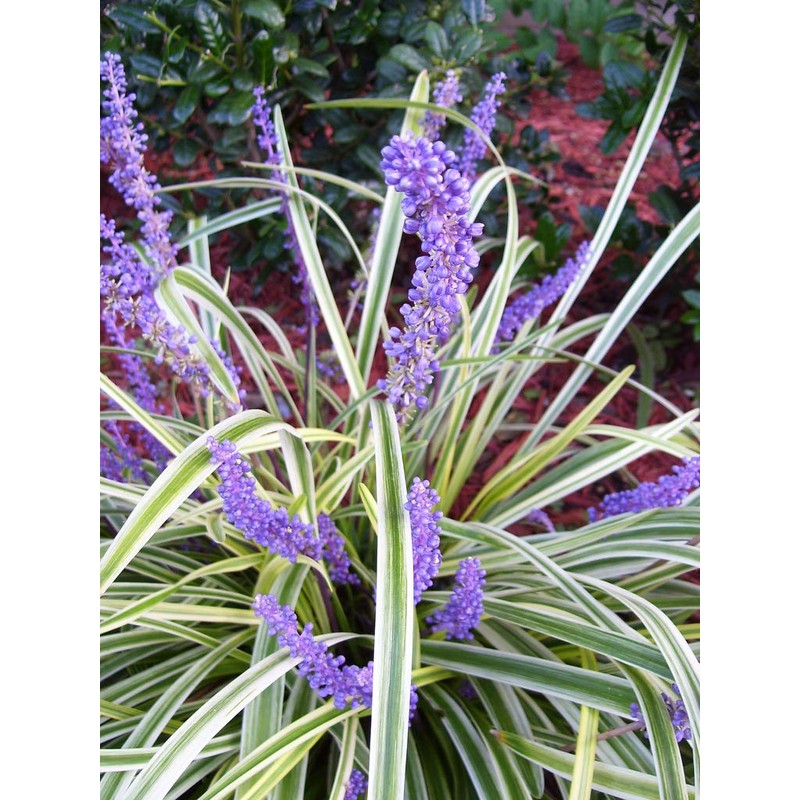 Variegated Liriope | 3 Live Plants | Liriope Muscari Variegata