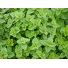 Viridis Hortus - Oregano, Greek 2,400 (0.2g) Herb Seeds -