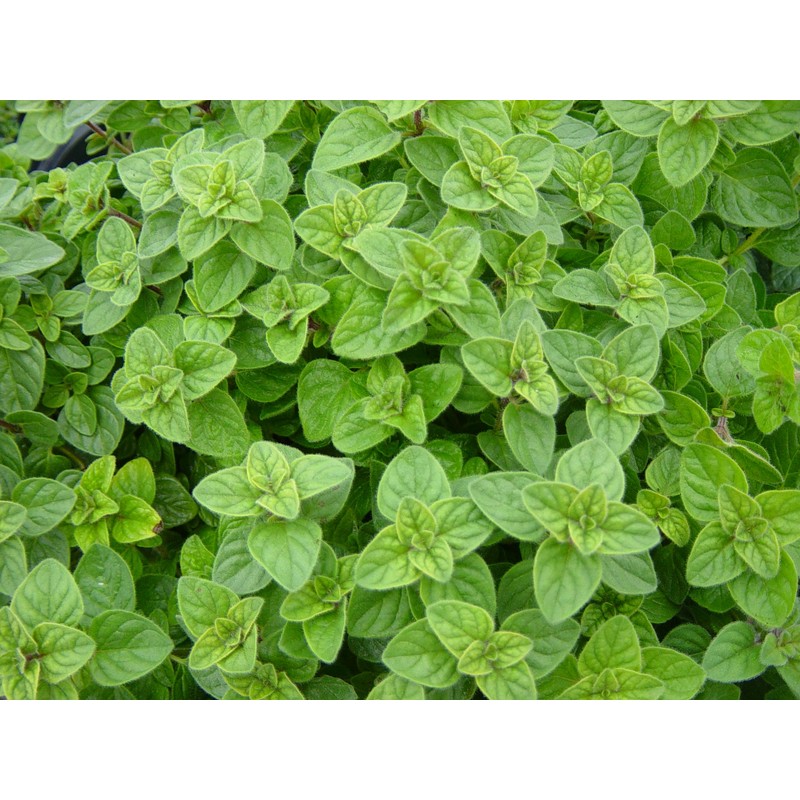 Viridis Hortus - Oregano, Greek 2,400 (0.2g) Herb Seeds -