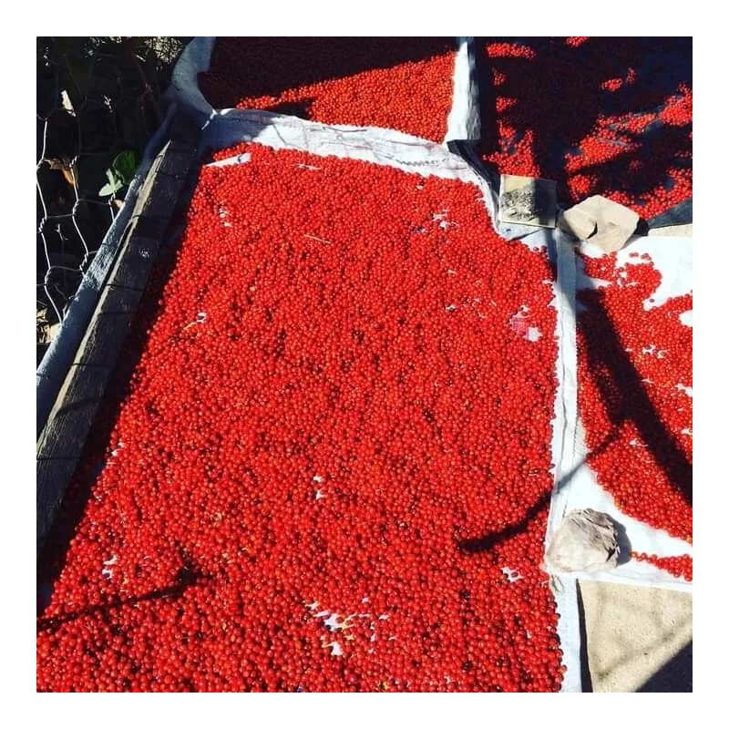 Comaquito Chiltepin Silvestre de Imuris Sonora- 50gr 1.76Oz