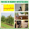 Qualirey 2 Pack Spotted Lanternfly Traps and 2 Rolls Spotted
