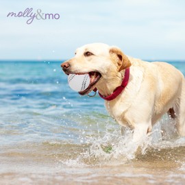 Molly & Mo Dog Chew Toys Squeaky Assorted Sizes for Different Dog Breeds, Loud Squeaking Sounds Set of 3 (Toys)