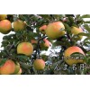 Santiam Nursery Japanese Gunma Honey Apple Tree, Bare root,