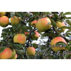 Santiam Nursery Japanese Gunma Honey Apple Tree, Bare root,