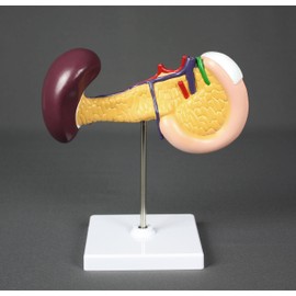VAD423-N Pancreas, Duodenum, & Spleen Model